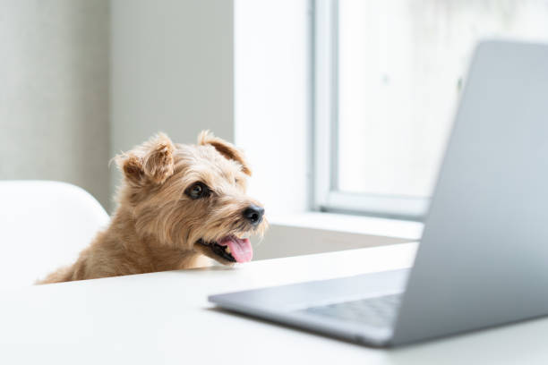 Dog using a laptop